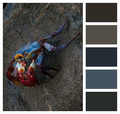 Crab Vertical Natural Light Photography Exterior Stone Nature Crustacean Image